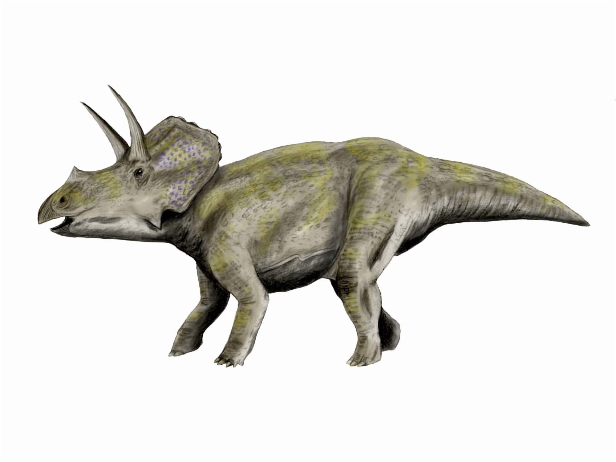 Eotriceratops dinosaur Canvas Art - Nobumichi TamuraStocktrek Images (17 x 13)