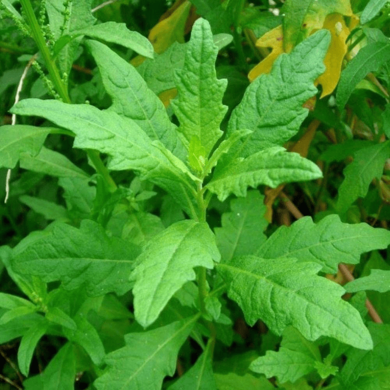 Epazote Plant Live, In 4" Pot, Epazote Herb Live Plant To Grow Your Garden