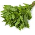 thumbnail image 1 of Epazote Seeds - 0.25 Oz ~46,250 Seeds - Dysphania ambrosioides - Culinary Herb Gardening Seeds - Non-GMO, Heirloom, Open Pollinated, Annual, 1 of 2