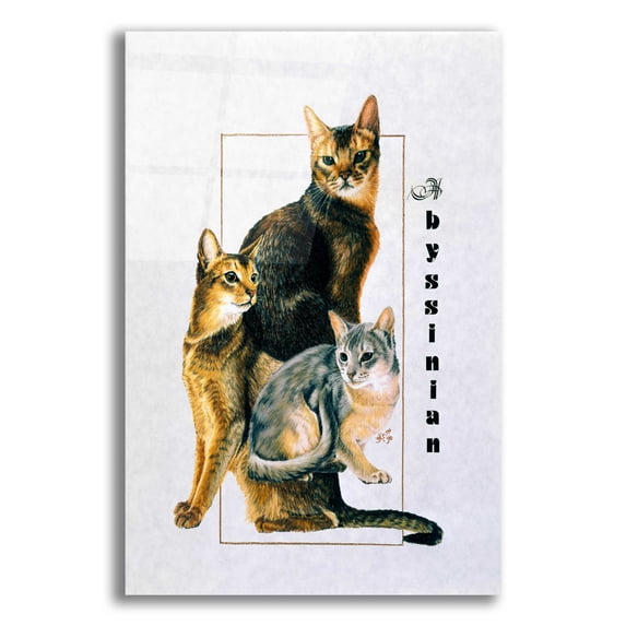 Epic Art 'Abyssinian' by Barbara Keith, Acrylic Glass Wall Art, 12"x16"