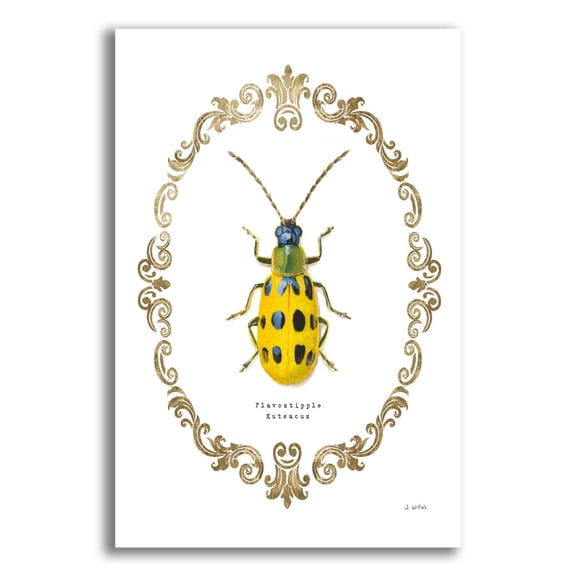 Epic Art 'Adorning Coleoptera VII' by James Wiens, Acrylic Glass Wall Art, 12"x16"