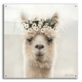 thumbnail image 1 of Epic Art 'Alpaca with Flowers' by Lori Deiter, Acrylic Glass Wall Art, 36"x36", 1 of 8
