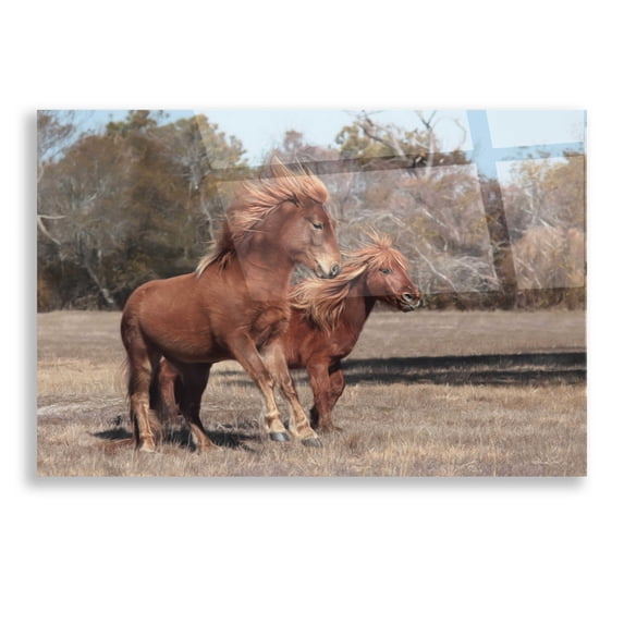 Epic Art 'Assateague Horses I' by Lori Deiter, Acrylic Glass Wall Art, 16"x12"