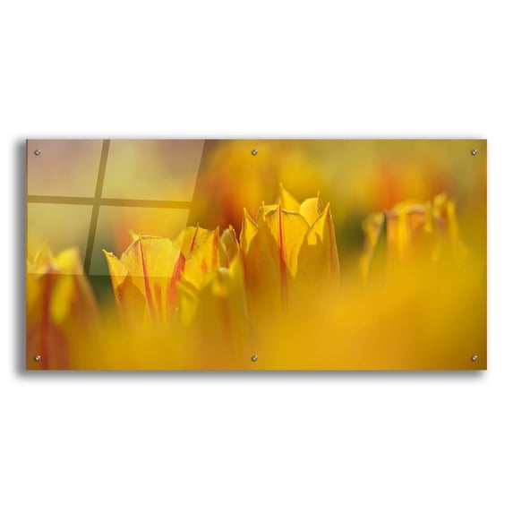 Epic Art 'Aurora Tulips' by Cora Niele, Acrylic Glass Wall Art, 48"x24"