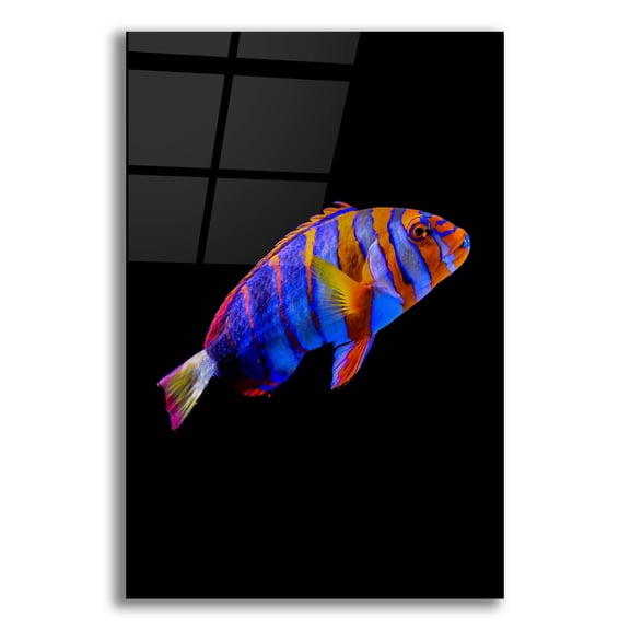 Epic Art 'Australian Harlequin Tuskfish' by Epic Portfolio, Acrylic Glass Wall Art, 16"x24"