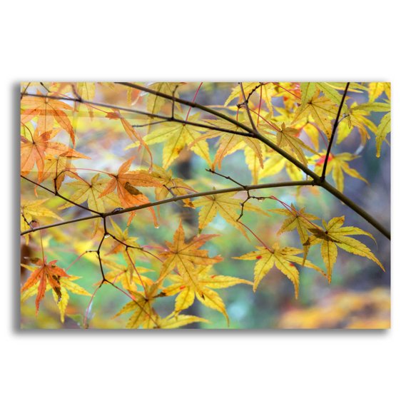 Epic Art 'Autumn Maples' by David Hammond, Acrylic Glass Wall Art, 24"x16"