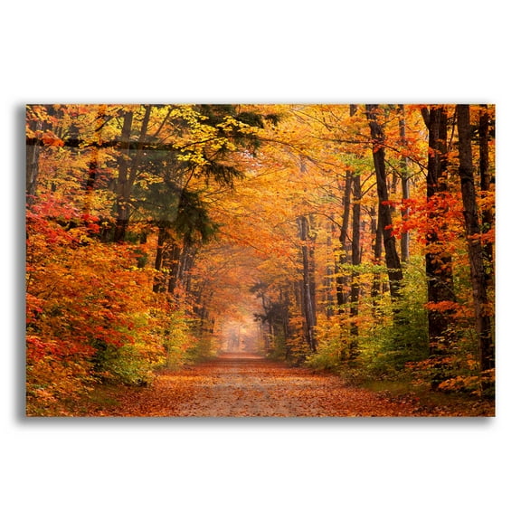 Epic Art 'Autumn Road' by David Hammond, Acrylic Glass Wall Art, 24"x16"