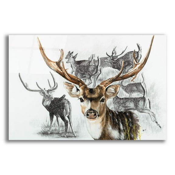 Epic Art 'Axis Deer' by Barbara Keith, Acrylic Glass Wall Art, 16"x12"