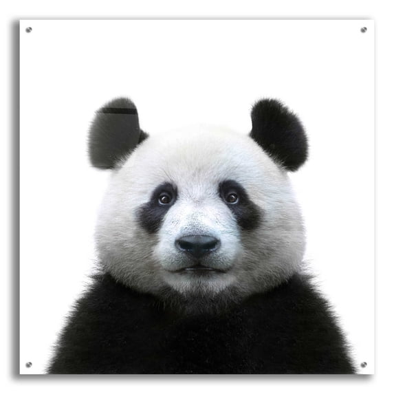 Epic Art 'Bamboo Bear' by Epic Portfolio Acrylic Glass Wall Art, 36"x36"
