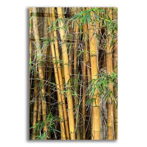 Epic Art 'Bamboo Forest'  by Nicole Dell Acrylic Glass Wall Art, 12" x 16"