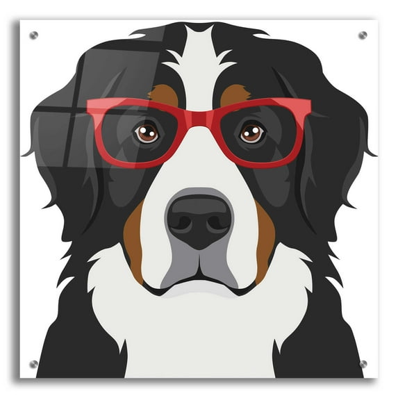 Epic Art 'Bernese Mountain Dog Wearing Hipster Glasses' by Furbaby Affiliates, Acrylic Glass Wall Art, 24"x24"