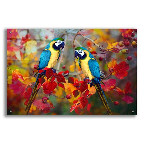 Epic Art 'Bird Collection 19' by Ata Alishahi, Acrylic Glass Wall Art, 36"x24"