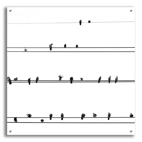 Epic Art 'Birds on the Line' by Incado, Acrylic Glass Wall Art, 36"x36"