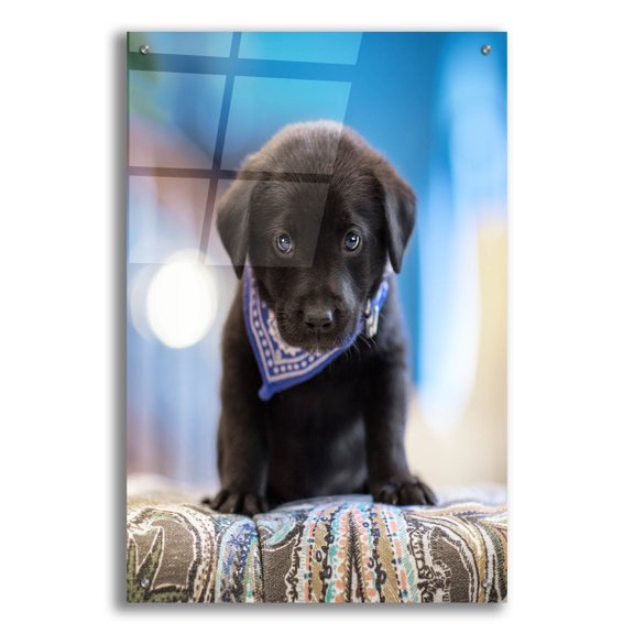 Epic Art 'Black Lab Pup 12' by Jonathan Ross, Acrylic Glass Wall Art, 24"x36"