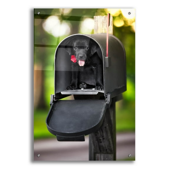 Epic Art 'Black Lab Special Delivery' by Jonathan Ross, Acrylic Glass Wall Art, 24"x36"