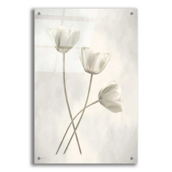 Epic Art 'Bleached Tulips III' by Lori Deiter Acrylic Glass Wall Art, 24"x36"