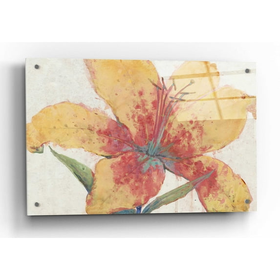 Epic Art 'Blooming Lily' by Tim O'Toole, Acrylic Glass Wall Art, 36"x24"