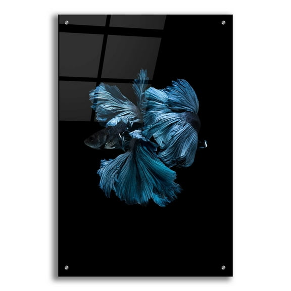 Epic Art 'Blue Betta' by Incado, Acrylic Glass Wall Art, 24"x36"