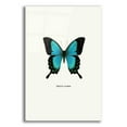 thumbnail image 1 of Epic Art 'Blue Butterfly' by GraphINC, Acrylic Glass Wall Art, 12"x16", 1 of 8