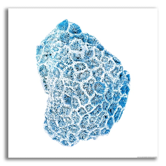 Epic Art 'Blue Coral' by JJ Brando, Acrylic Glass Wall Art, 12"x12"