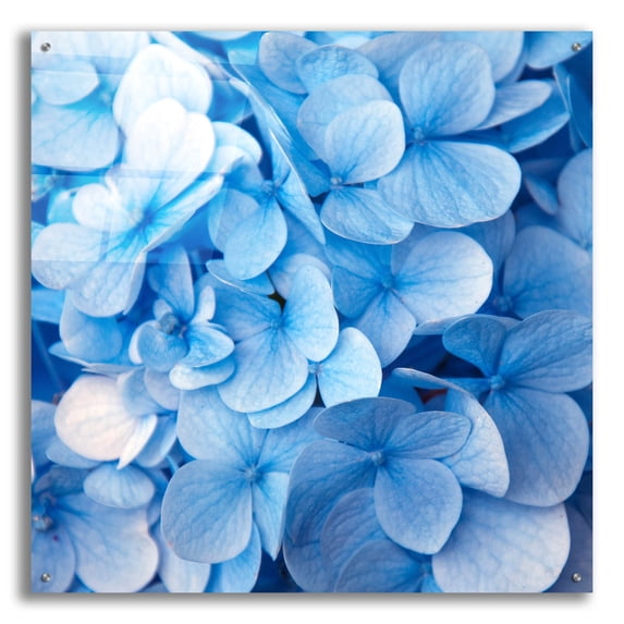 Epic Art 'Blue Flowers' by Photoinc Studio, Acrylic Glass Wall Art, 36"x36"