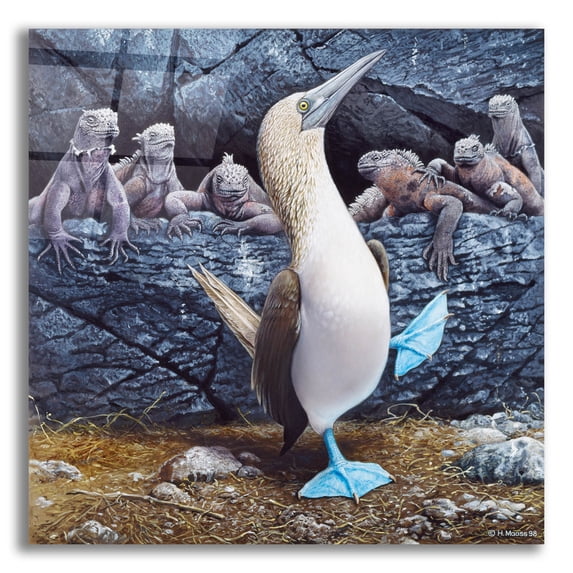 Epic Art 'Blue Footed Boobies' by Harro Maass, Acrylic Glass Wall Art, 12"x12"