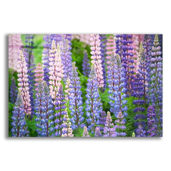 Epic Art 'Blue Pink Lupine Field' by Cora Niele, Acrylic Glass Wall Art, 24"x16"