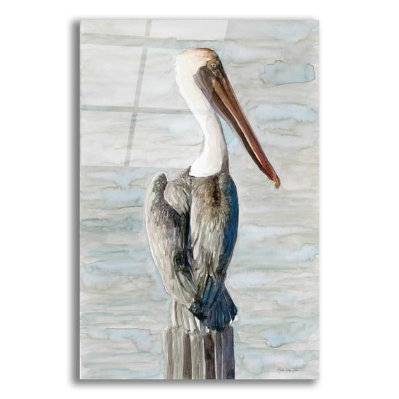 Epic Art 'Brown Pelican 1' by Stellar Design Studio, Acrylic Glass Wall Art, 16"x24"