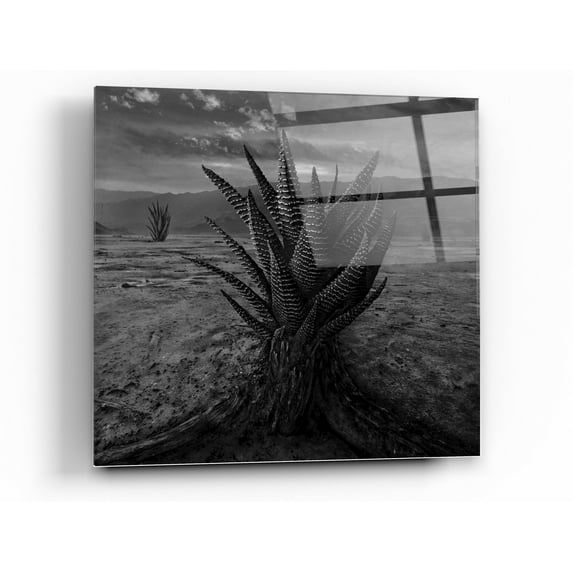 Epic Art 'Cactus' by Dariusz Klimczak, Acrylic Glass Wall Art, 24"x24"
