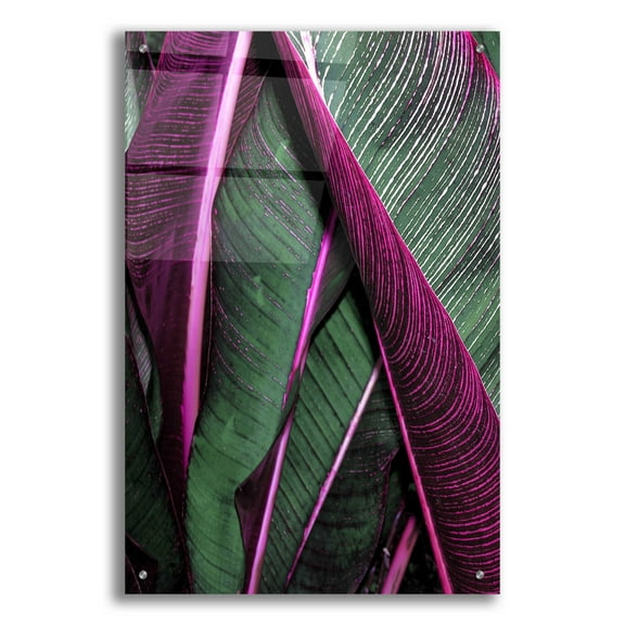 Epic Art 'Close Up VII' by Incado, Acrylic Glass Wall Art, 24"x36"