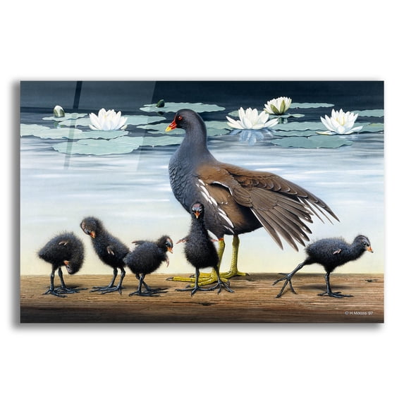 Epic Art 'Common Gallinule With Chicken And Water-Lilies' by Harro Maass, Acrylic Glass Wall Art, 16"x12"