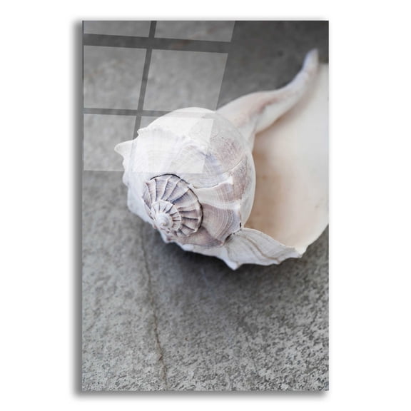 Epic Art 'Conch on Grey Stone' by Elena Ray, Acrylic Glass Wall Art, 16"x24"
