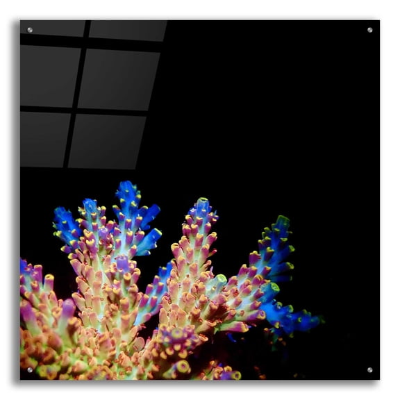Epic Art 'Coral Reef' by Epic Portfolio Acrylic Glass Wall Art, 36"x36"