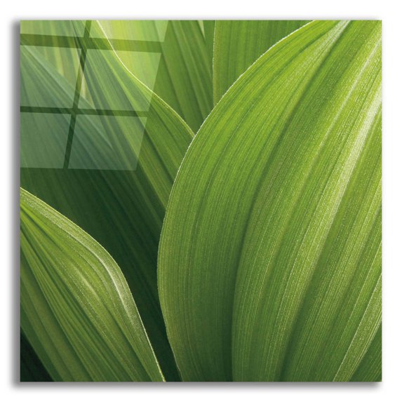 Epic Art 'Corn Lily' by Jan Bell Acrylic Glass Wall Art, 12"x12"