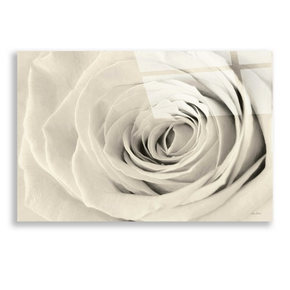 Epic Art 'Cream Rose' by Lori Deiter, Acrylic Glass Wall Art, 24"x16"