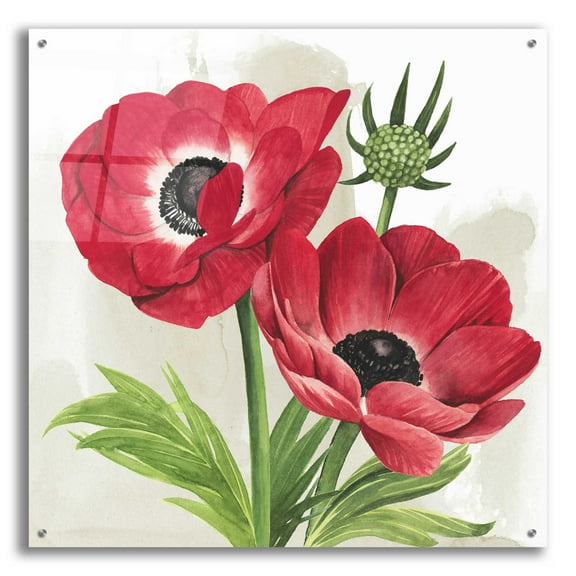 Epic Art 'Crimson Anemones I' by Grace Popp, Acrylic Glass Wall Art, 36"x36"