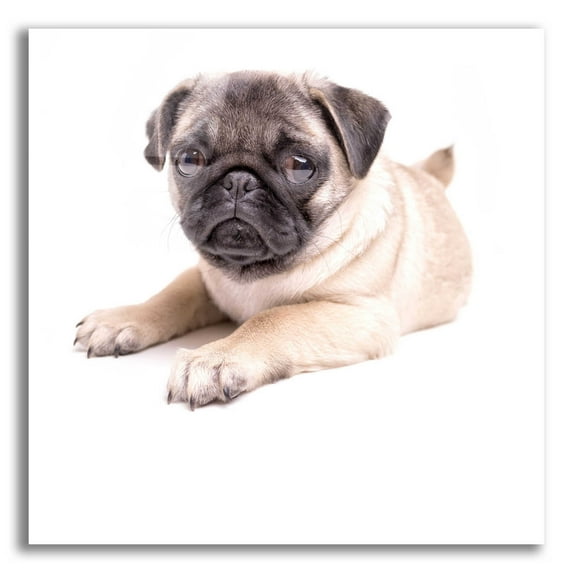 Epic Art 'Cute Pug Puppy' by Edward M. Fielding, Acrylic Glass Wall Art, 12"x12"