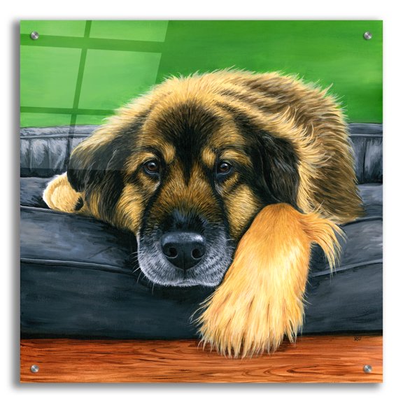 Epic Art 'Cute Shepherd Mix Dog'  by Rebecca Wang Art Acrylic Glass Wall Art, 24" x 24"