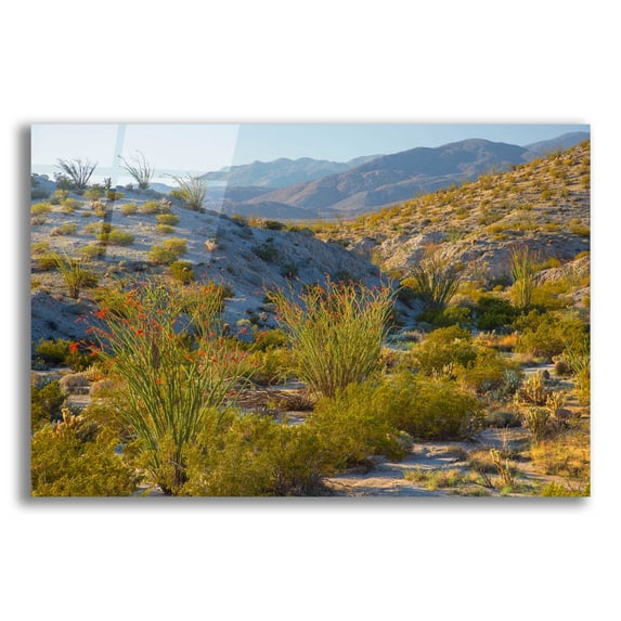 Epic Art 'Desert Ocotillo Landscape' by John Gavrilis, Acrylic Glass Wall Art, 16"x12"
