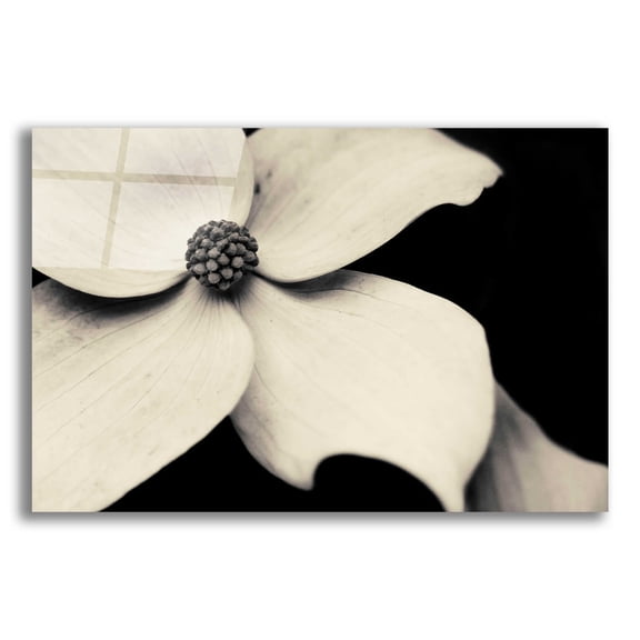 Epic Art 'Dogwood Flower' by Gary Horsfall, Acrylic Glass Wall Art, 16"x12"