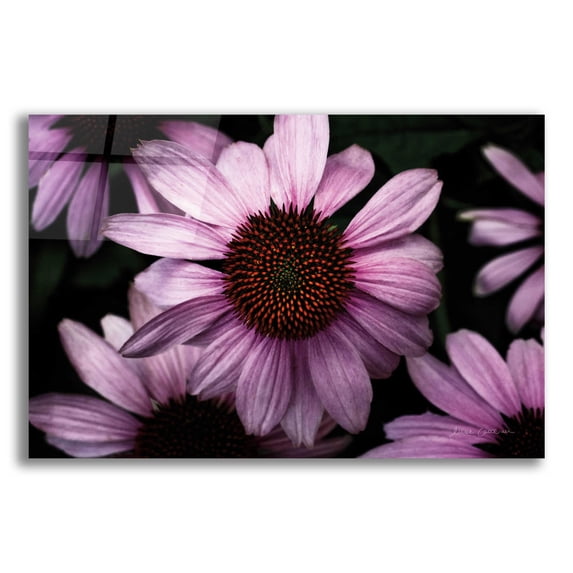 Epic Art 'Echinacea' by Elise Catterall, Acrylic Glass Wall Art, 24"x16"