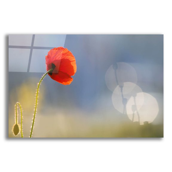 Epic Art ' Echoes' by Roeselien Raimond, Acrylic Glass Wall Art, 16"x12"