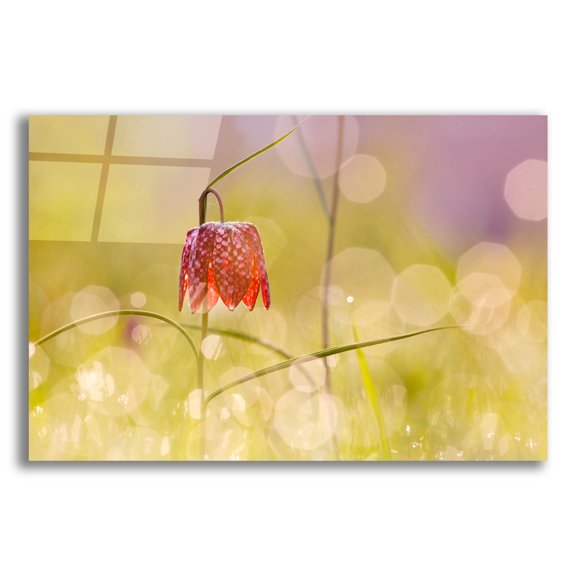 Epic Art ' Fairy World I' by Roeselien Raimond, Acrylic Glass Wall Art, 16"x12"