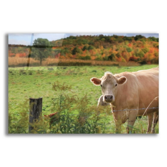 Epic Art 'Fall Cow' by Lori Deiter Acrylic Glass Wall Art, 24"x16"