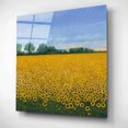 thumbnail image 1 of Epic Art 'Field of Sunflowers I' by Tim O'Toole, Acrylic Glass Wall Art, 12"x12", 1 of 7