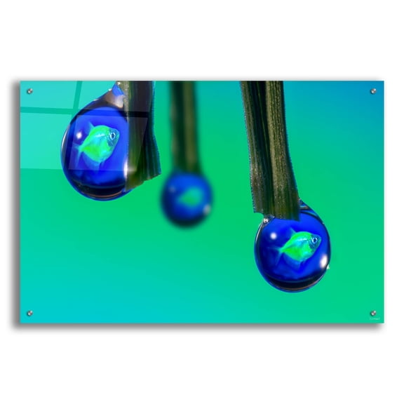 Epic Art 'Fish In A Drop 1' by Gordon Semmens Acrylic Glass Wall Art, 36" x 24"