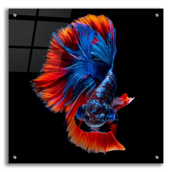 Epic Art 'Flamenco Fighter' by Epic Portfolio, Acrylic Glass Wall Art, 24"x24"
