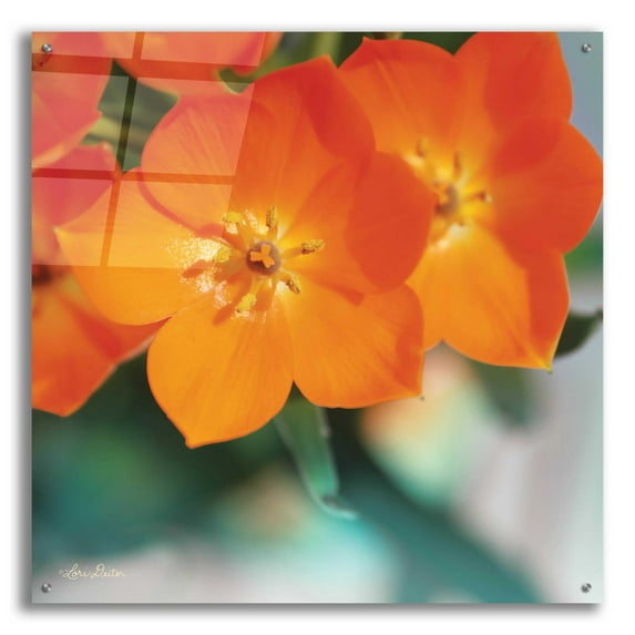 Epic Art 'Floral Pop III' by Lori Deiter, Acrylic Glass Wall Art, 36"x36"