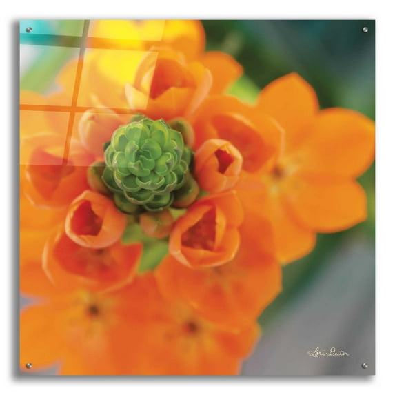 Epic Art 'Floral Pop IV' by Lori Deiter, Acrylic Glass Wall Art, 36"x36"