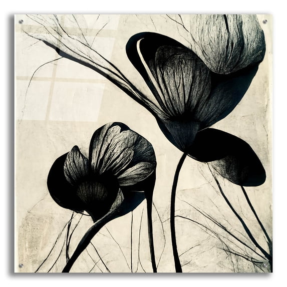 Epic Art 'Flowers Black White 4' by Ray Heere, Acrylic Glass Wall Art, 36"x36"